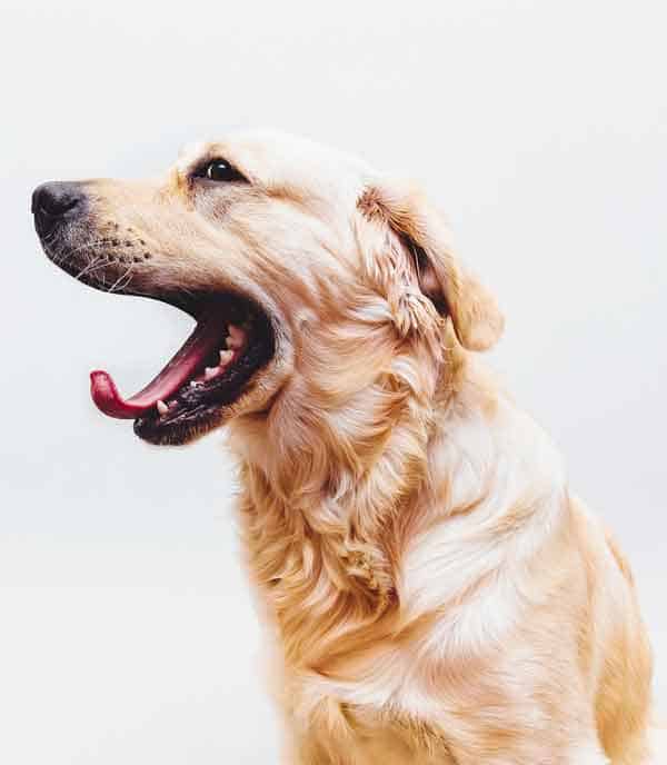 Golden Retriever with beautiful clean teeth just cleaned