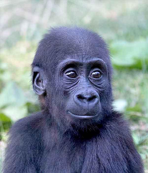 Gorilla baby with downs syndrome looking cute