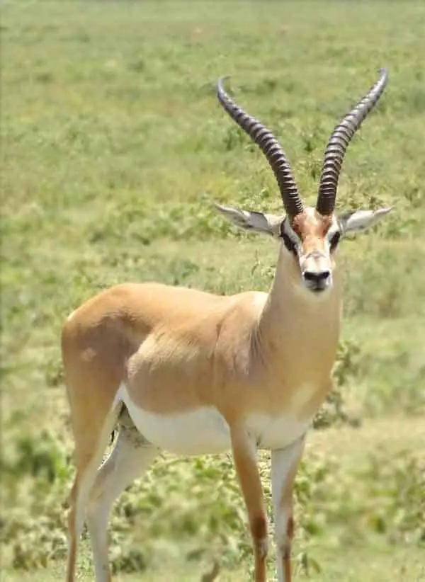 Grant's Gazelle in the desert area