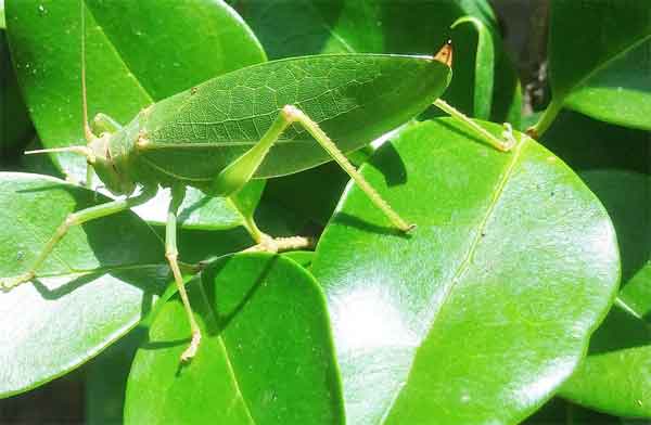 Grashopper being invisible on leaves