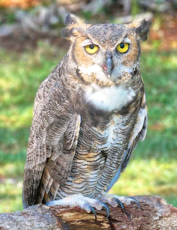 Great Horned Owl sitting on a tree