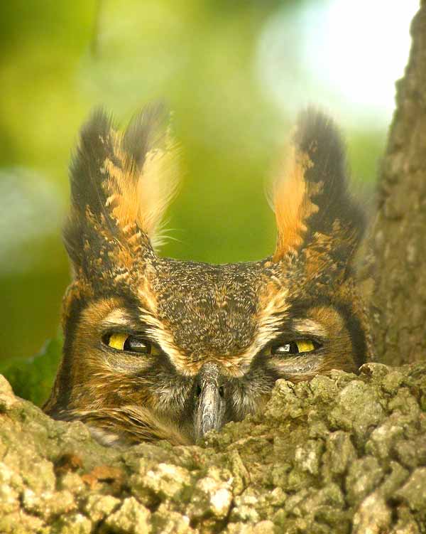 Great horned owl hiding on a tree