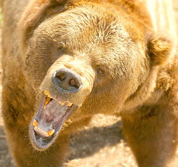 Deadly Grizzly bear ready to attack a prey