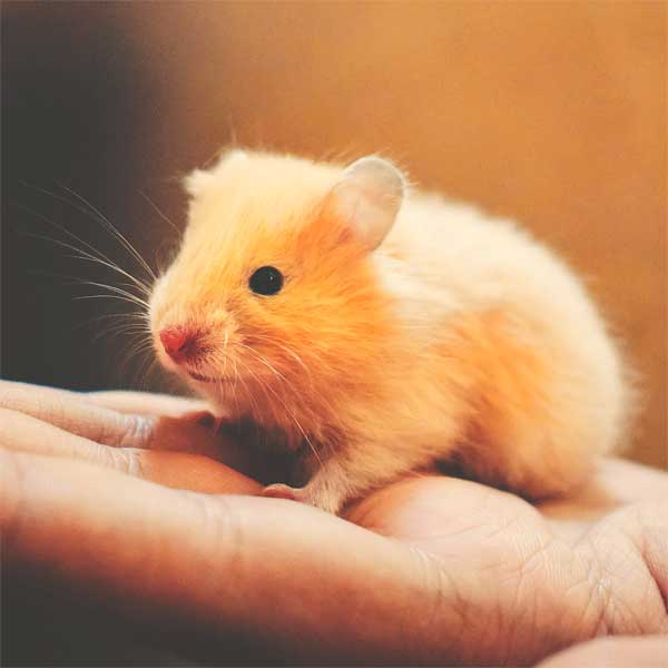 yellow pet hamster in hand nocturnal