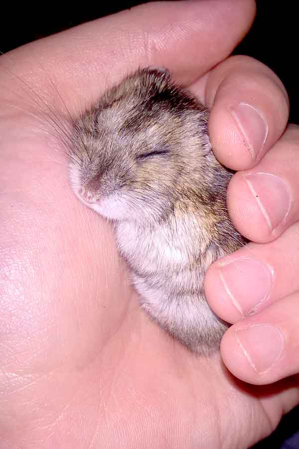 Tiny baby pet hamster i ägarens hand