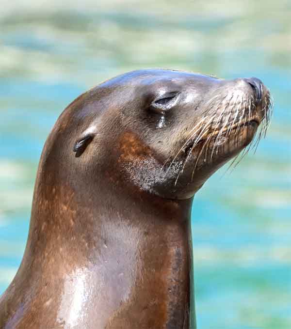 Harp Seal with silver-grey coat