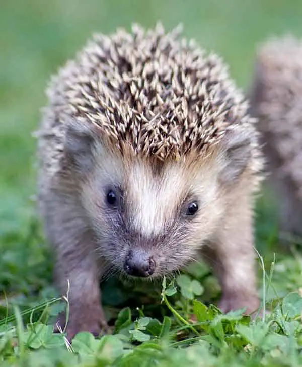 Cute hedgehog in wild nature. Spiky and cute