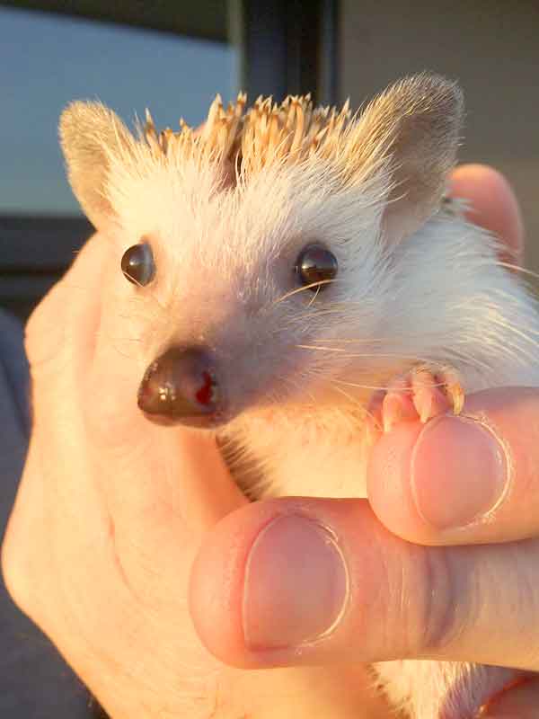 baby egel. Jong en schattig met grote ogen