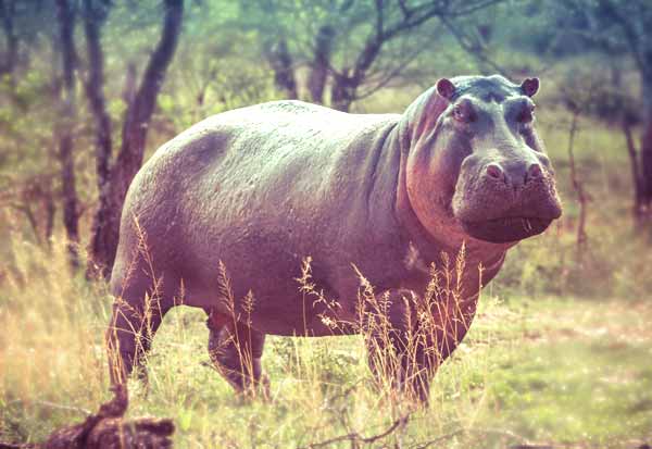 Hippos are Alpha Predators with no natural enemies 