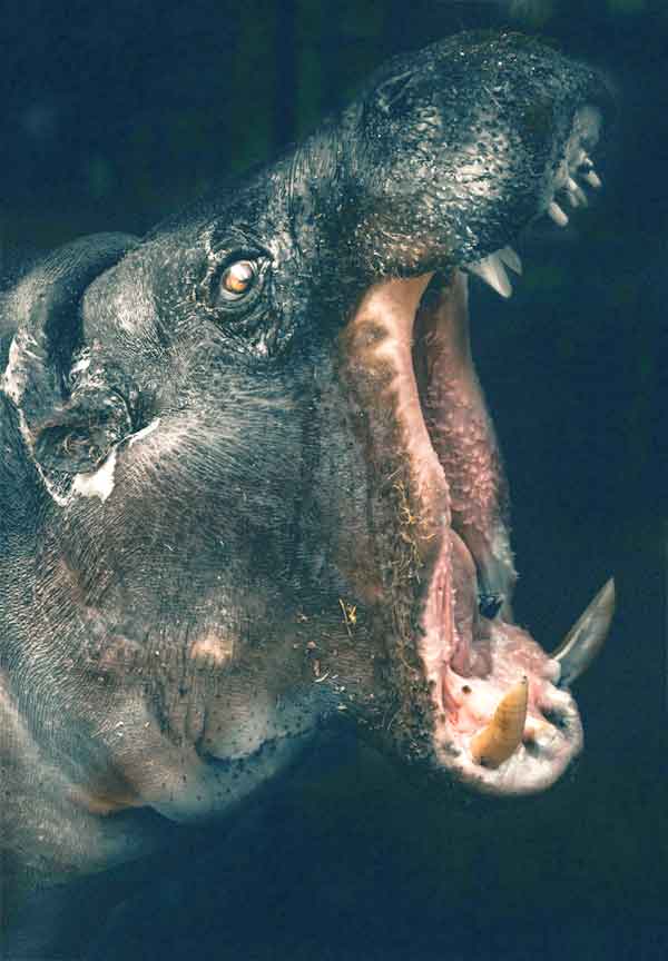 Hippo with open mouth showing off teeth