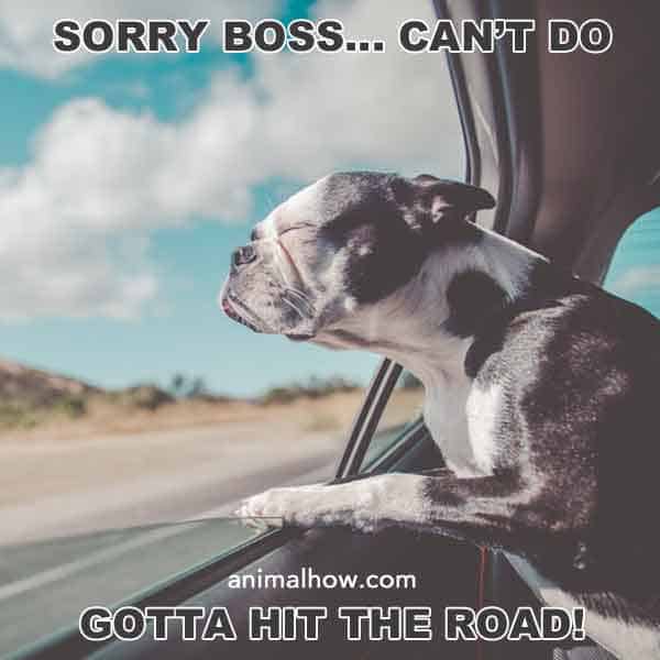 Sorry Boss, can't do. Gotta hit the road