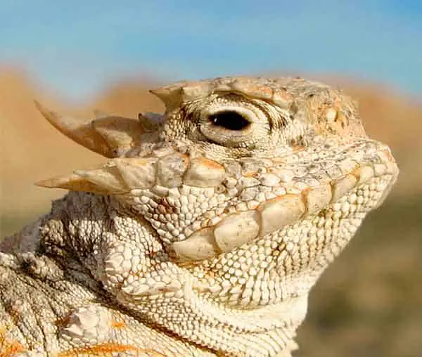 Horned Lizard in desert
