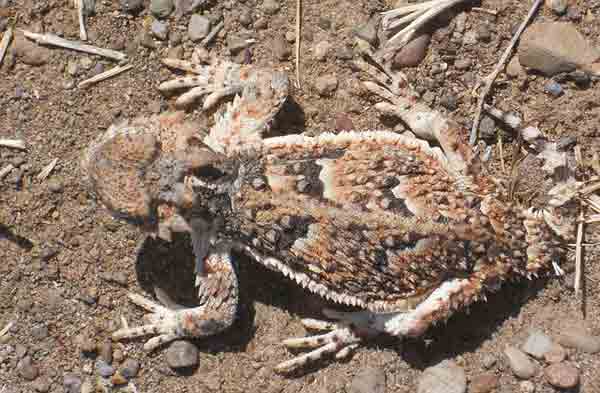 Horned toad invisible on ground with camouflaging colors