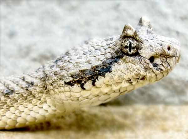 Horned Viper in the desert