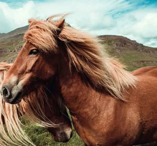 Horse with beautiful hair