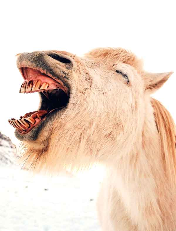 Horse with very ugly teeth needs a toothbrush