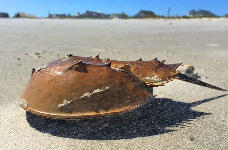 Horseshoe Crab With Blue Blood