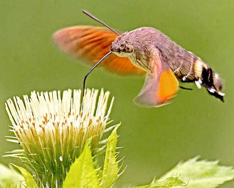 Hummingbird moth