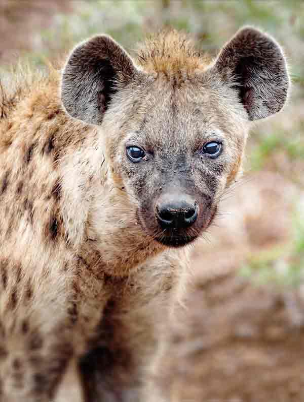 Hyenas in the desert areas of Africa