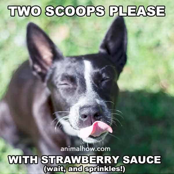 Two scoops please, with strawberry sause