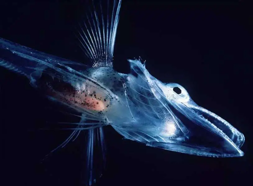 Icefish larvae with white clear blood