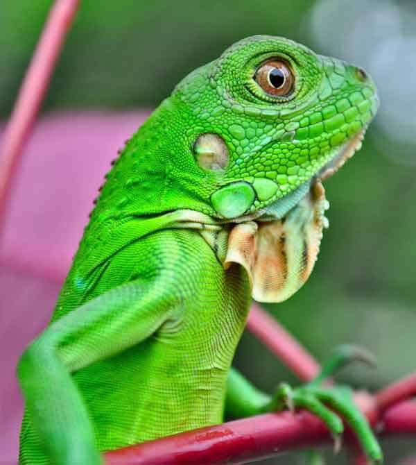 Iguana hiding between green leaves with same color as the skin