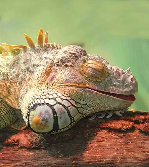 Iguana sleeping in the sun