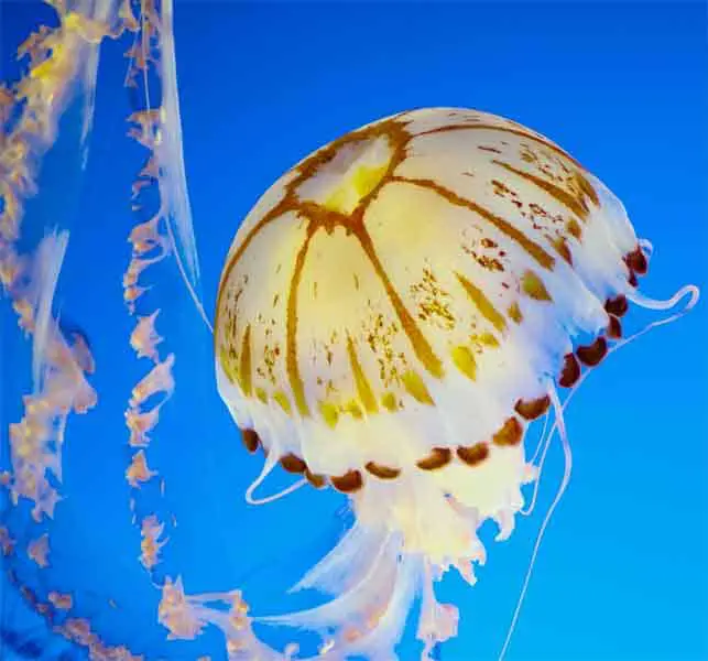 The illunimating Jellyfish never sleeps