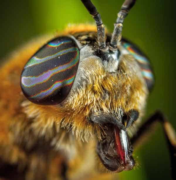 Insects with white blood