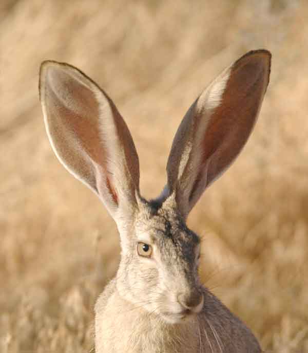 Jack Rabbits hiding in the desert with big ears