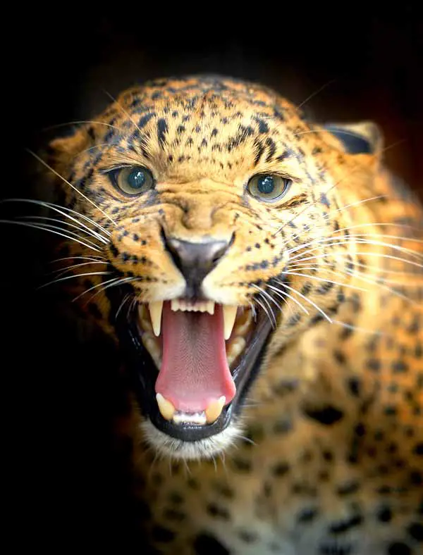 Jaguar hunting on a prey