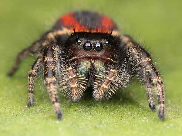 Jumpy Spider With 4 Eyeballs and blue blood