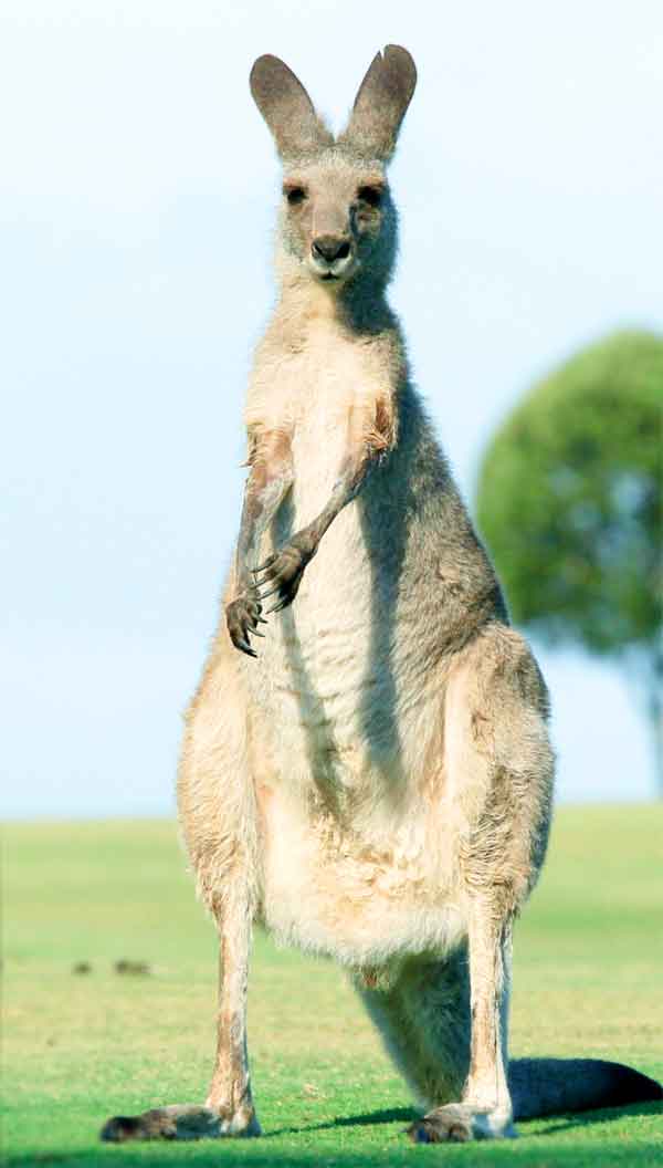 Kangaroo in Australia