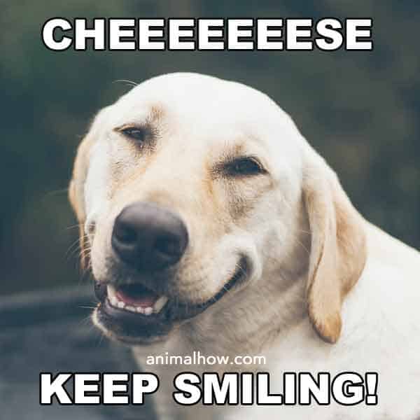 Cheese, keep smiling dog