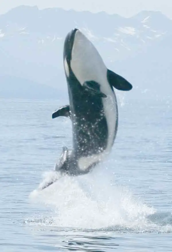 Killer whale jumping in the arctic sea