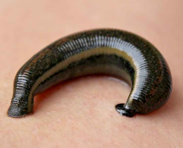 Leeches have green blood