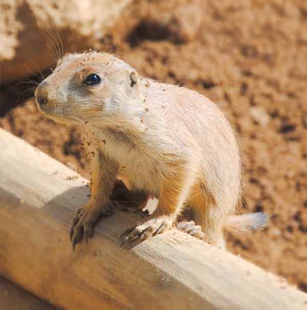 Lemming sitting on wood in northern Norway near the Arctic area