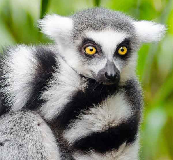 Söt lemur med gula ögon