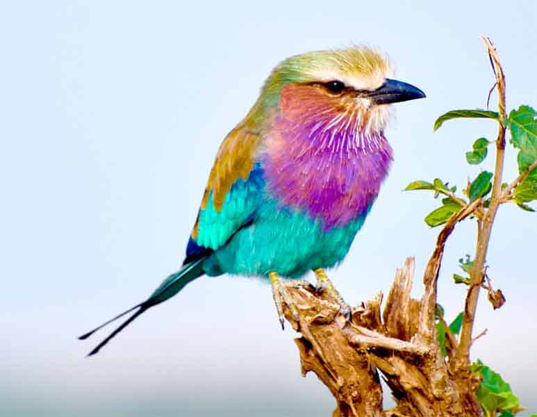 Lilac breasted roller with split tail