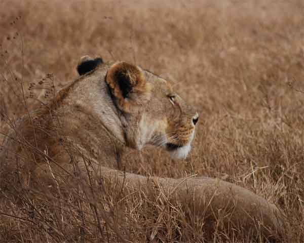 A Lion hiding in tall grass with matching colors