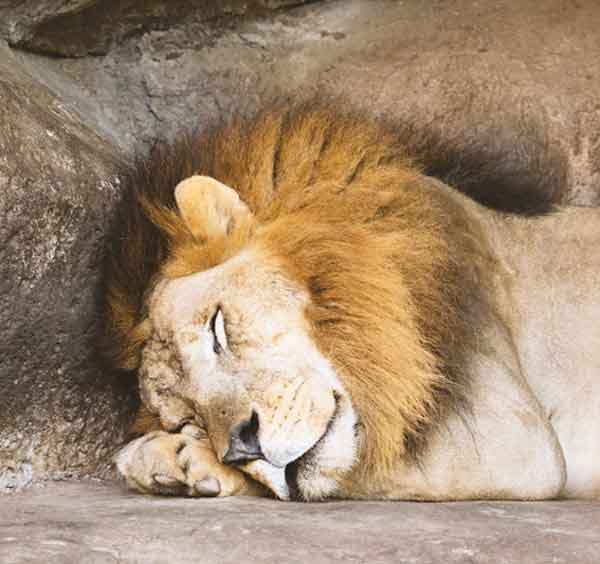 Lion sleeping in a cave or den