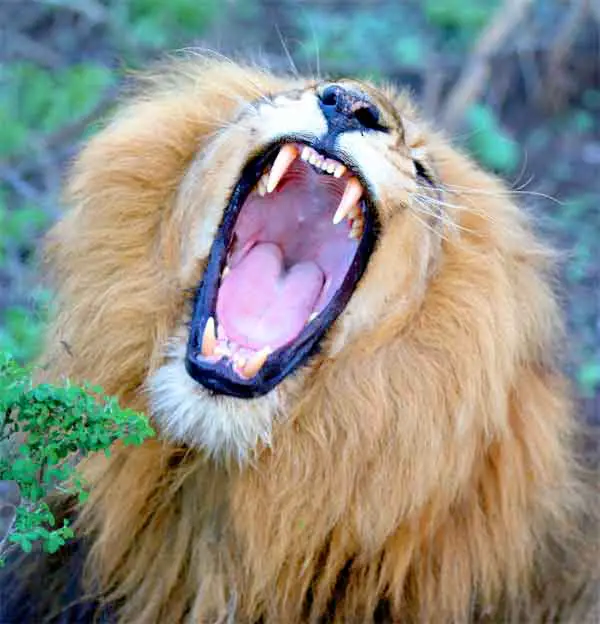Lion teeth with mouth wide open. Clean and fresh