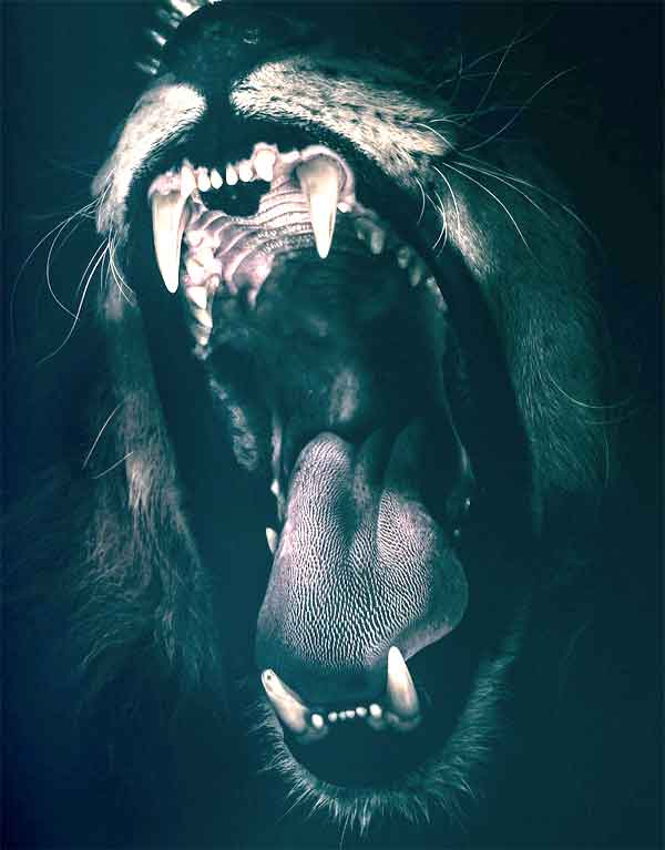 Wild animal showing off long teeth