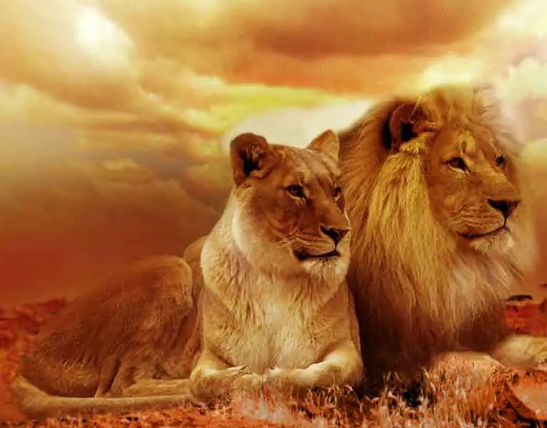 Lions - terrestrial animal example