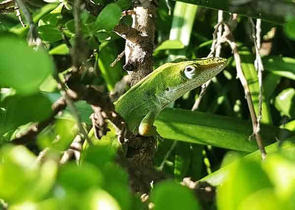 Lizard being almost invisible on a tree