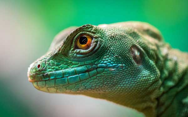 Lizard with green eyes