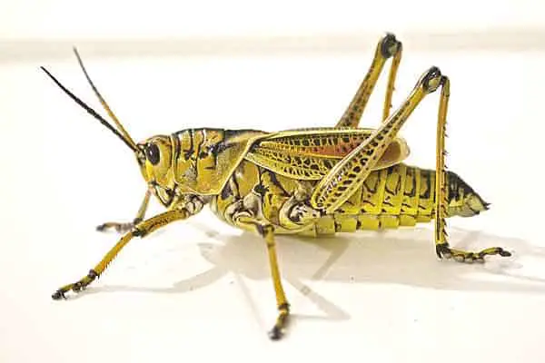 Locust in desert areas of Africa