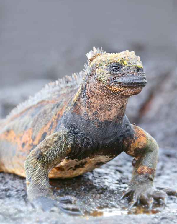 Marine Iguanas matching colors on the beach