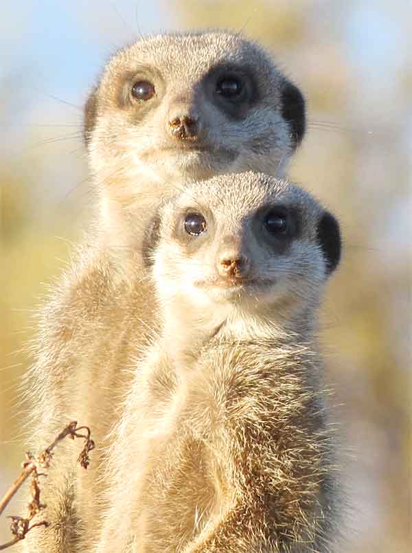 Meerkats in the desert