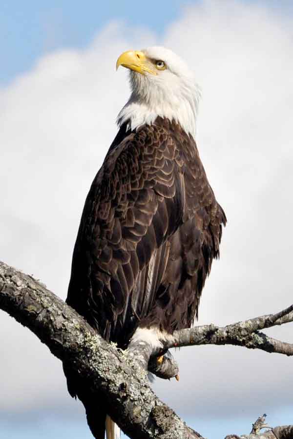 Eagle in Unihemispheric sleep state